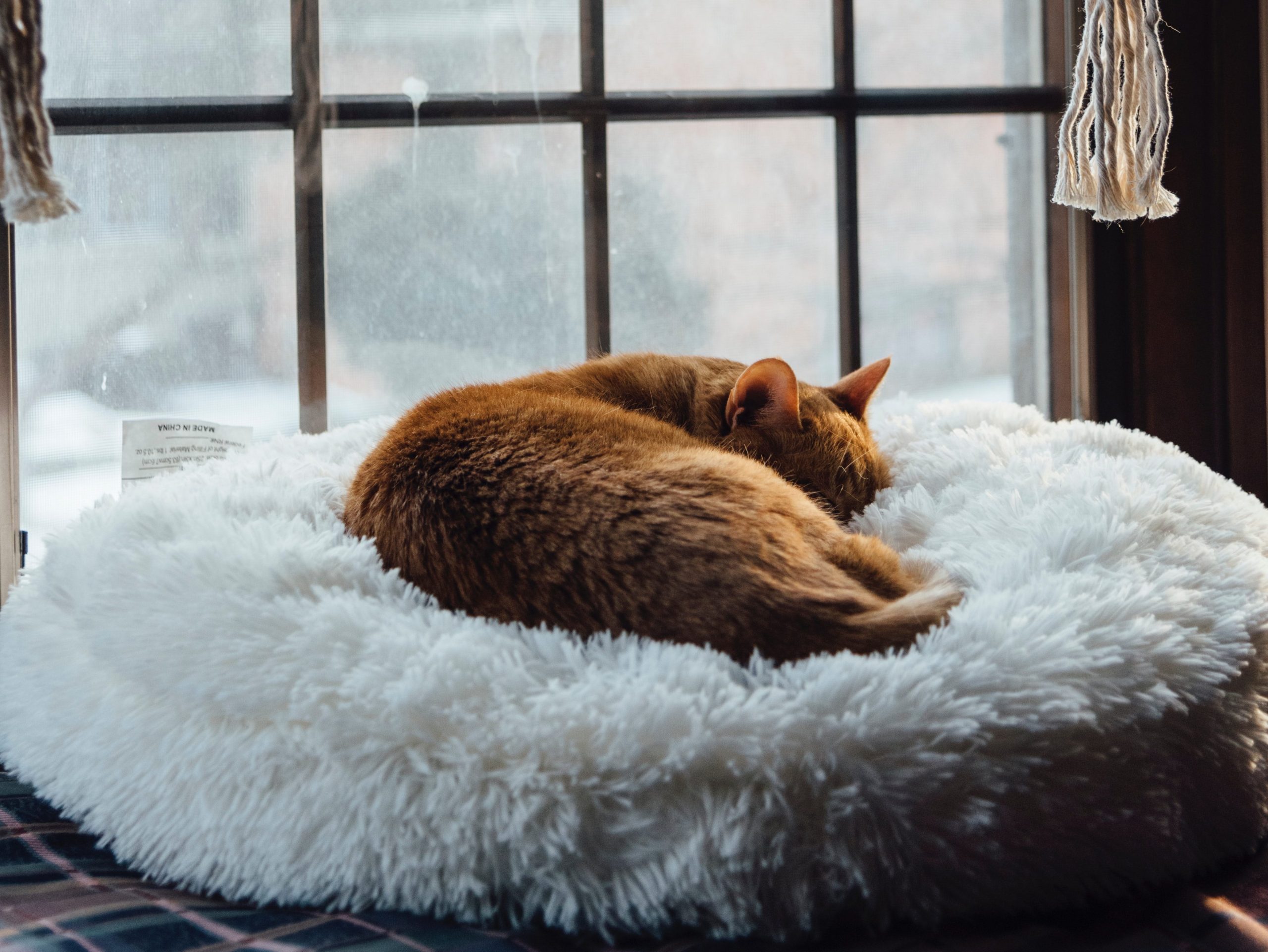 jordan whitt lvh5L46VWuA unsplash edited scaled - Cutest Low Maintenance Pets for Workaholics